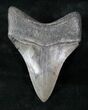 Fossil Megalodon Tooth - Medway Sound #12830-1